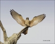 Florida;Kestrel;American-Kestrel;flying-bird;one-animal;close-up;color-image;nob